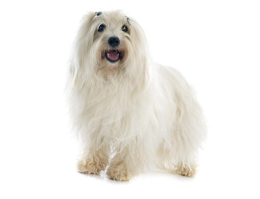 Coton De Tulear Dog Breed Information Purina